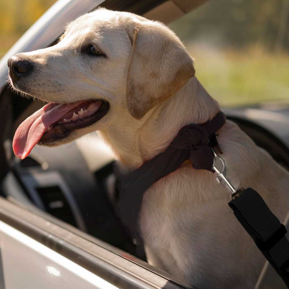 Cinturon de Seguridad para Mascotas, Cinturon ajustable de Nylon para Trasportar Mascotas, cinturon para mascotas asiento coche Negro