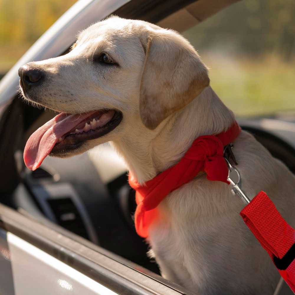 Cinturon de Seguridad para Mascotas, Cinturon ajustable de Nylon para Trasportar Mascotas, cinturon para mascotas asiento coche Rojo