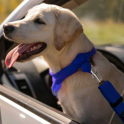 Cinturon de Seguridad para Mascotas, Cinturon ajustable de Nylon para Trasportar Mascotas, cinturon para mascotas asiento coche Azul
